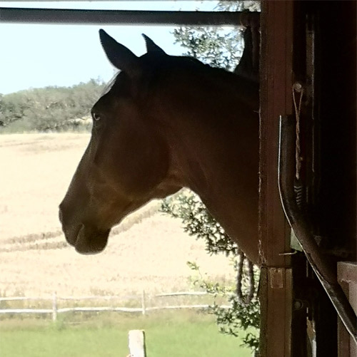 Dragon's View Apartment-horse-in-stable