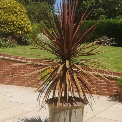 Dragon's View Apartment-patio-plant